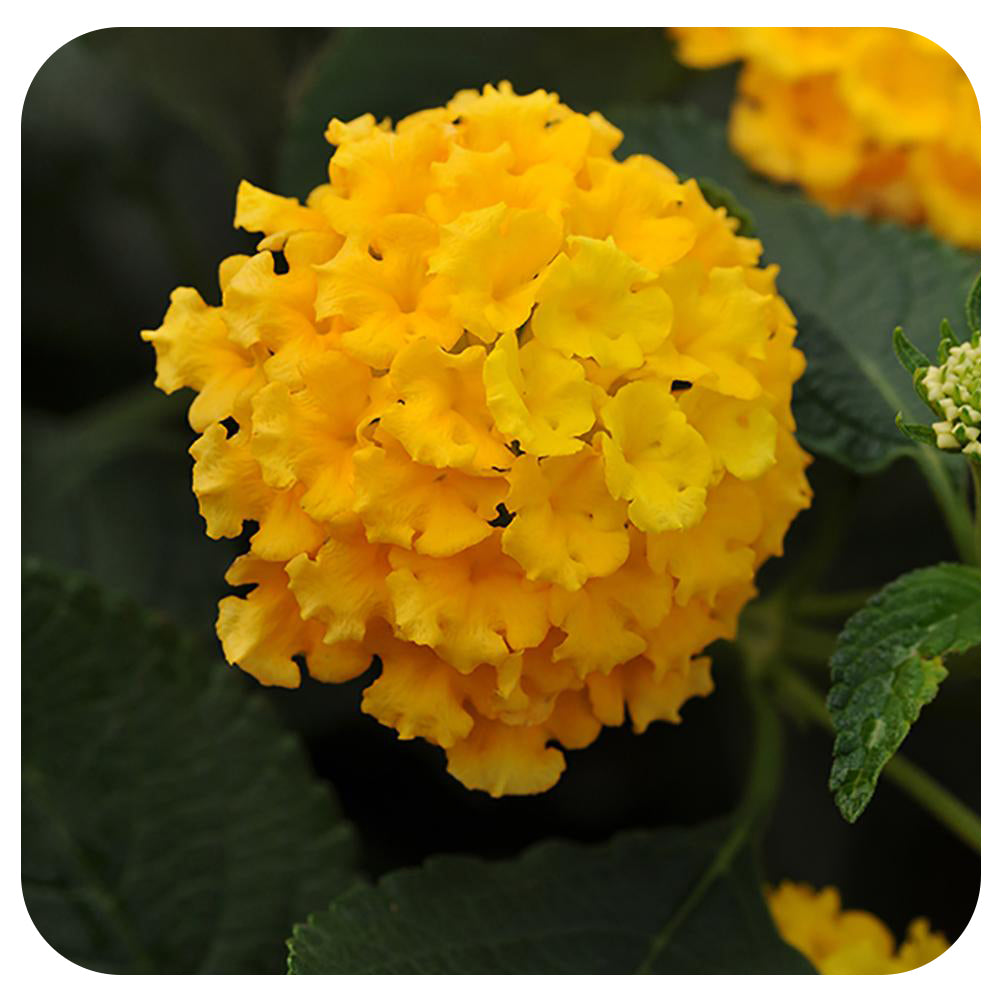 Lantana