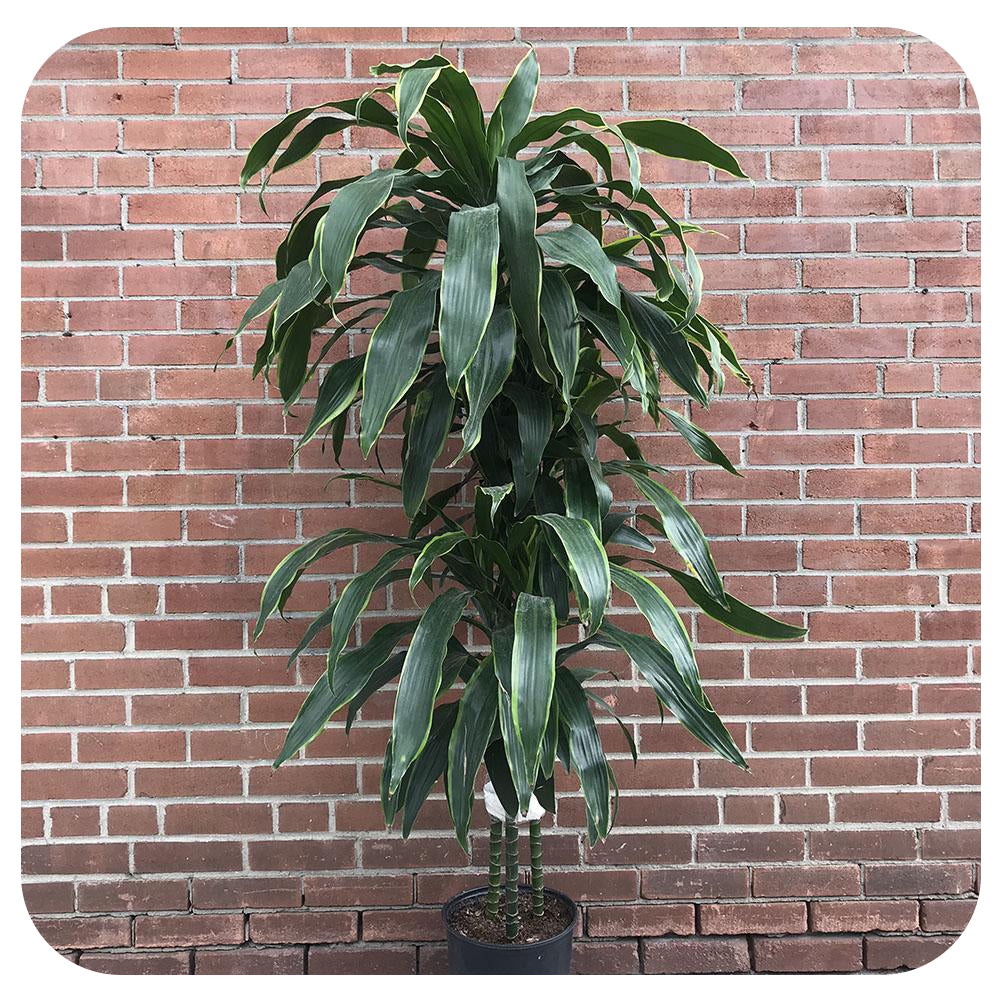 dracaena carmen cane Dracaena Art Carmen Multi-Head Staggered Cane