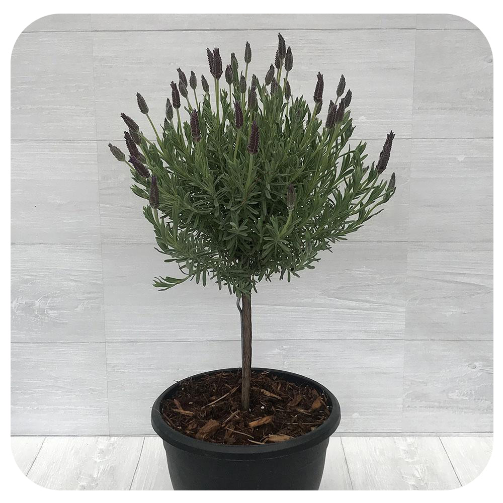Spanish Lavender Tree