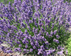 English Lavender (Lavandula Munstead)