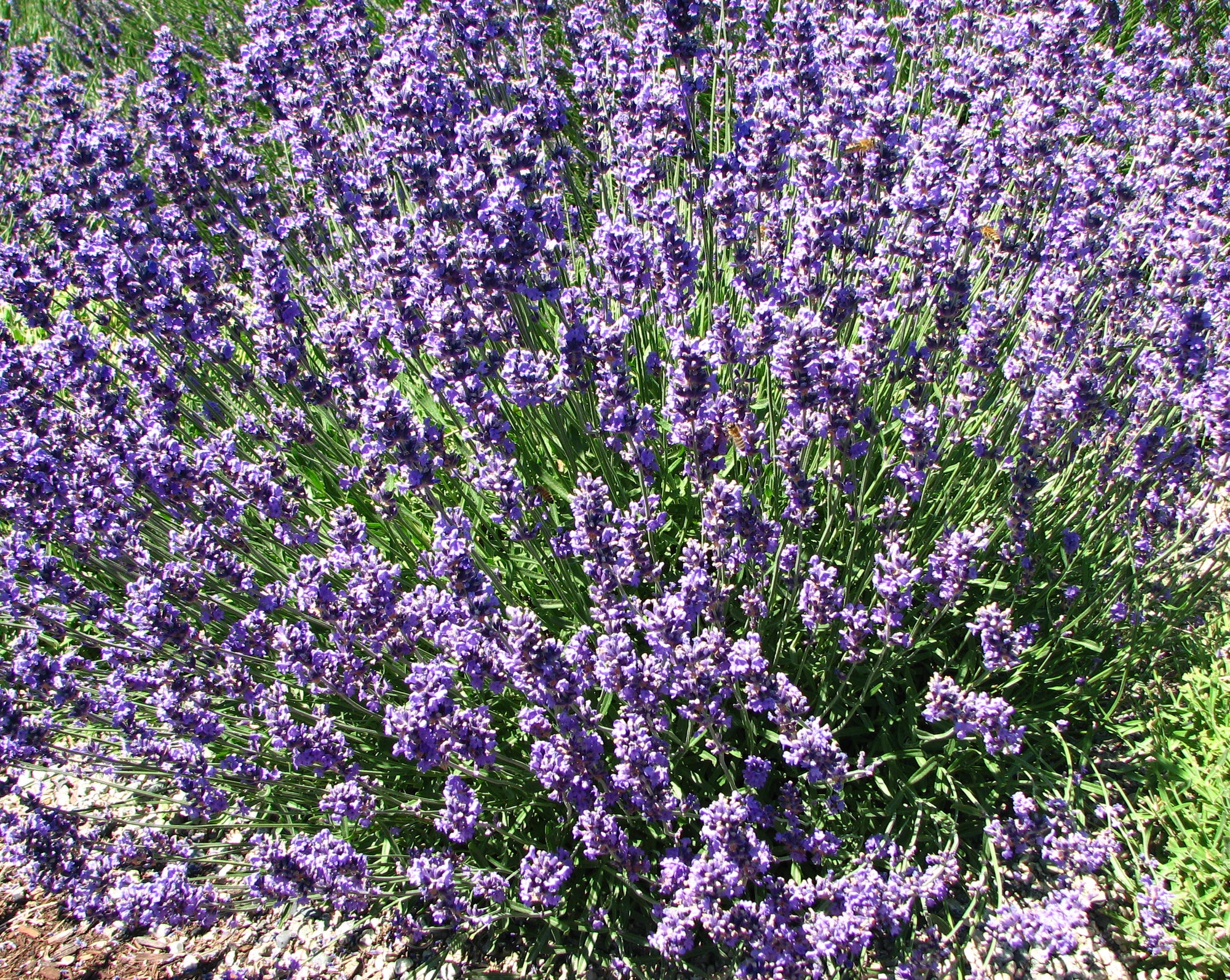 Lavender Munstead (Organic)