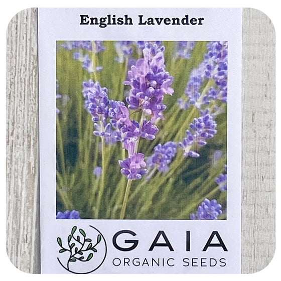 English Lavender Seeds (Organic)