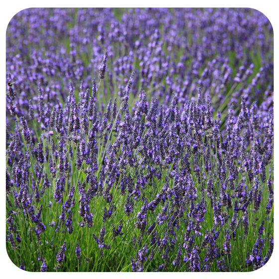 Lavender ‘Hidcote’/ Lavandula angustifolia 'Hidcote’ (English Lavender)