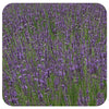 Lavender ‘Phenomenal’ (Lavandula × intermedia)