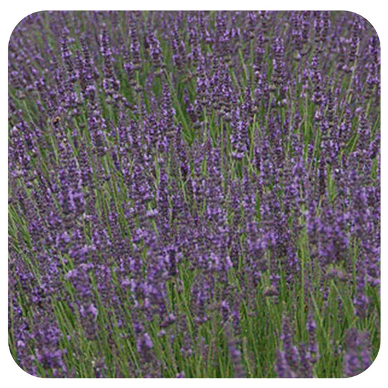 Lavender ‘Phenomenal’ (Lavandula × intermedia)