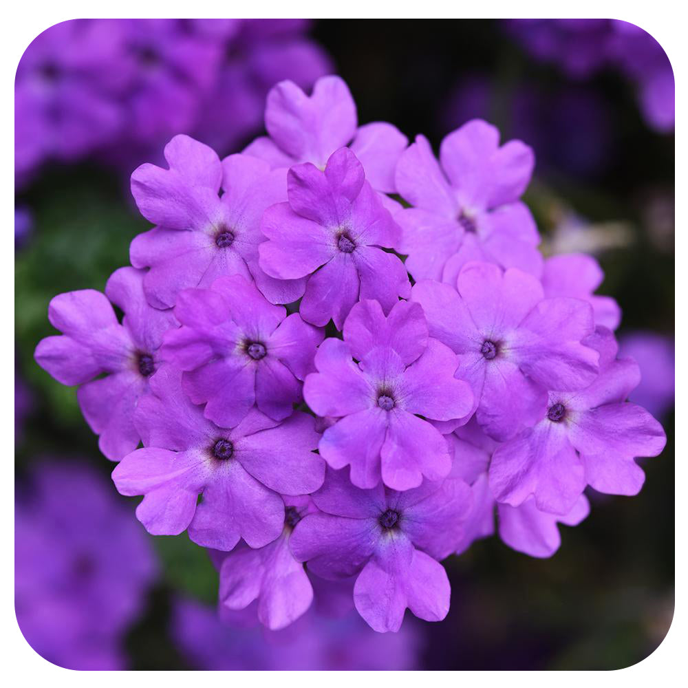 Verbena (annual)