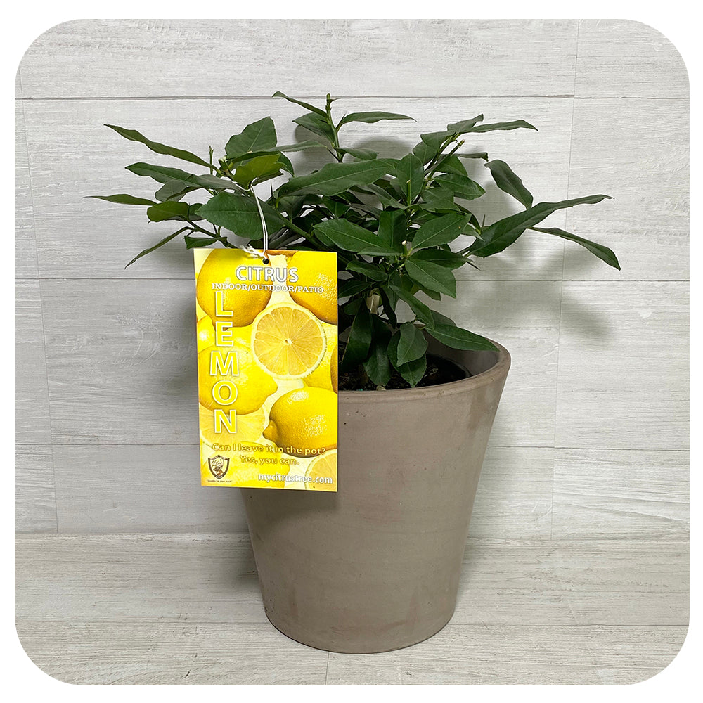 Lemon Bush 'Eureka'