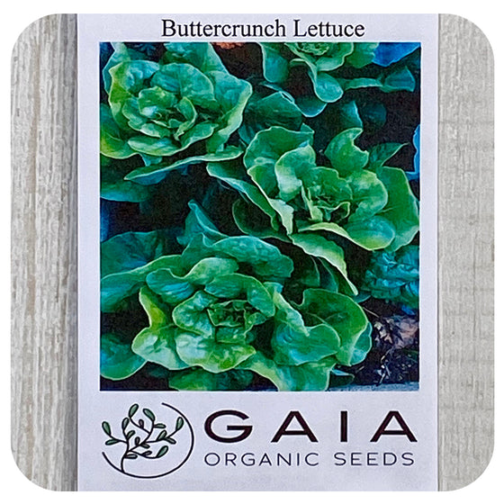 Lettuce Buttercrunch Seeds (Organic)