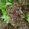 Lettuce Mix - Organic
