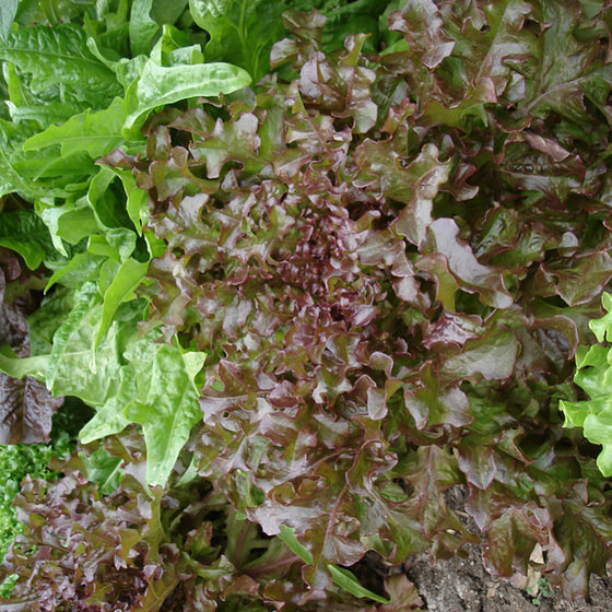 Lettuce Mix (Organic)