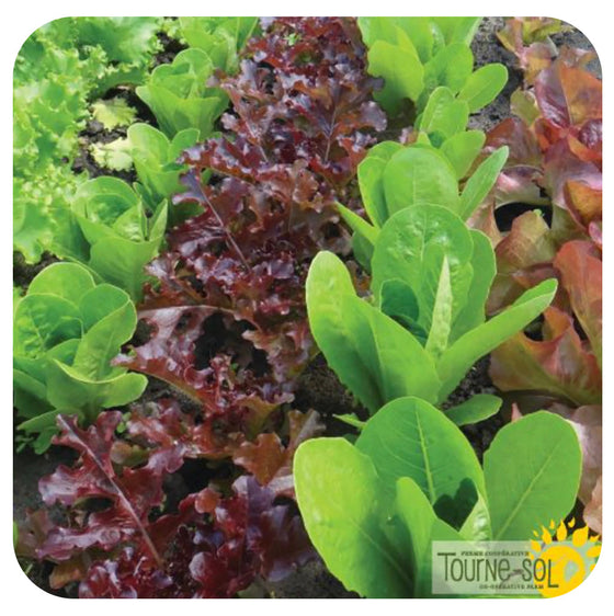Salad Lettuce Mix (Organic)