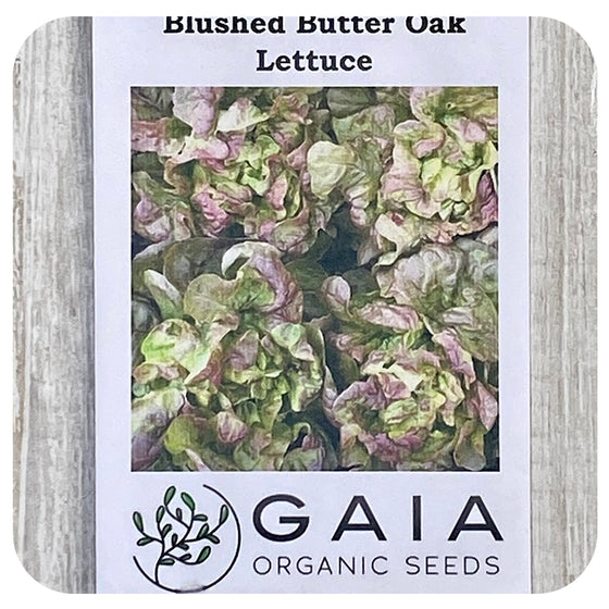 Lettuce Blushed Butter Oak Seeds (Organic)