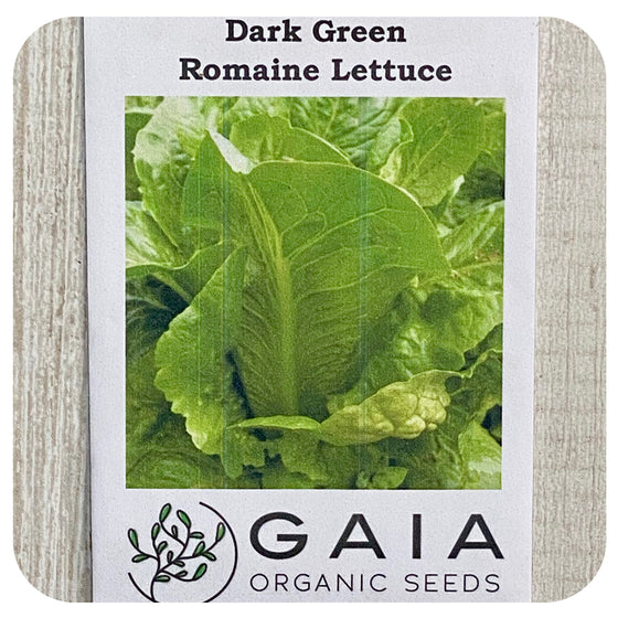 Lettuce Romaine Seeds (Organic)