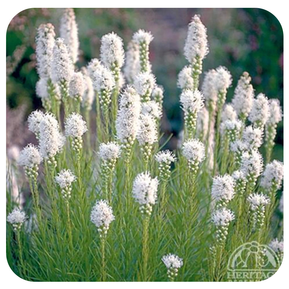 Liatris Floristan White NATIVE PERENNIAL