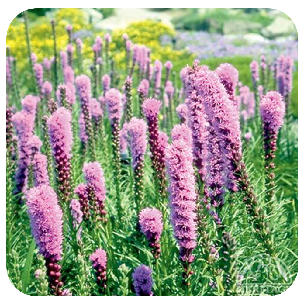Dense Blazing Star (Liatris spicata) NATIVE PERENNIAL