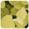 Licorice (Helichrysum)