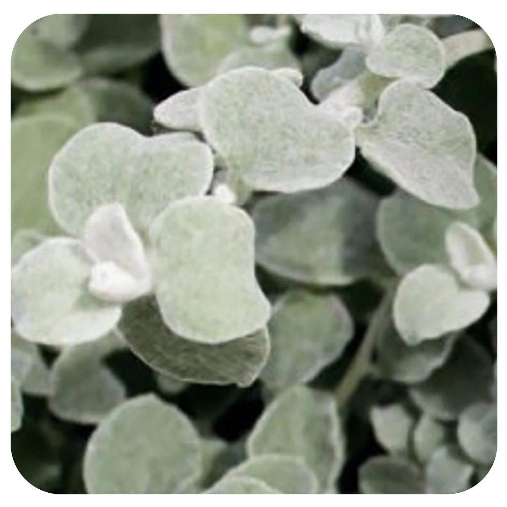 Licorice (Helichrysum)