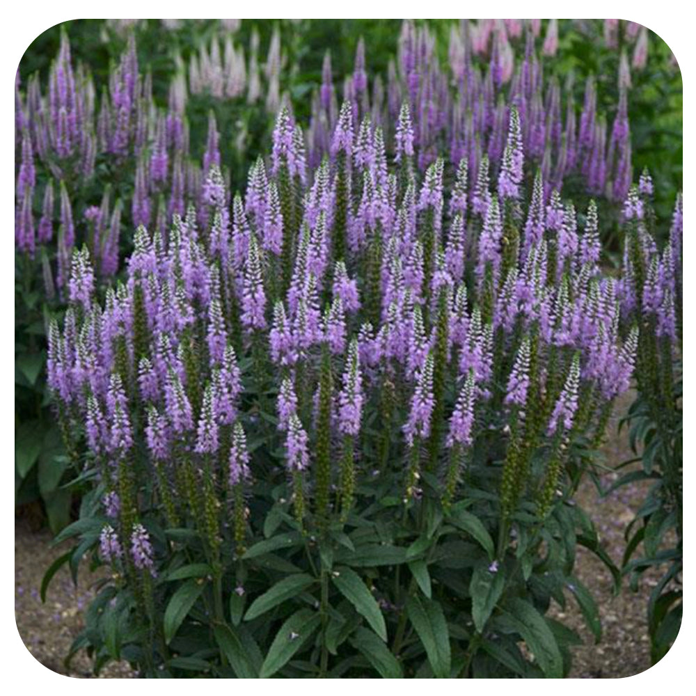 lavender veronica flower Veronica Lavender Lightsaber ( Veronica allionii)