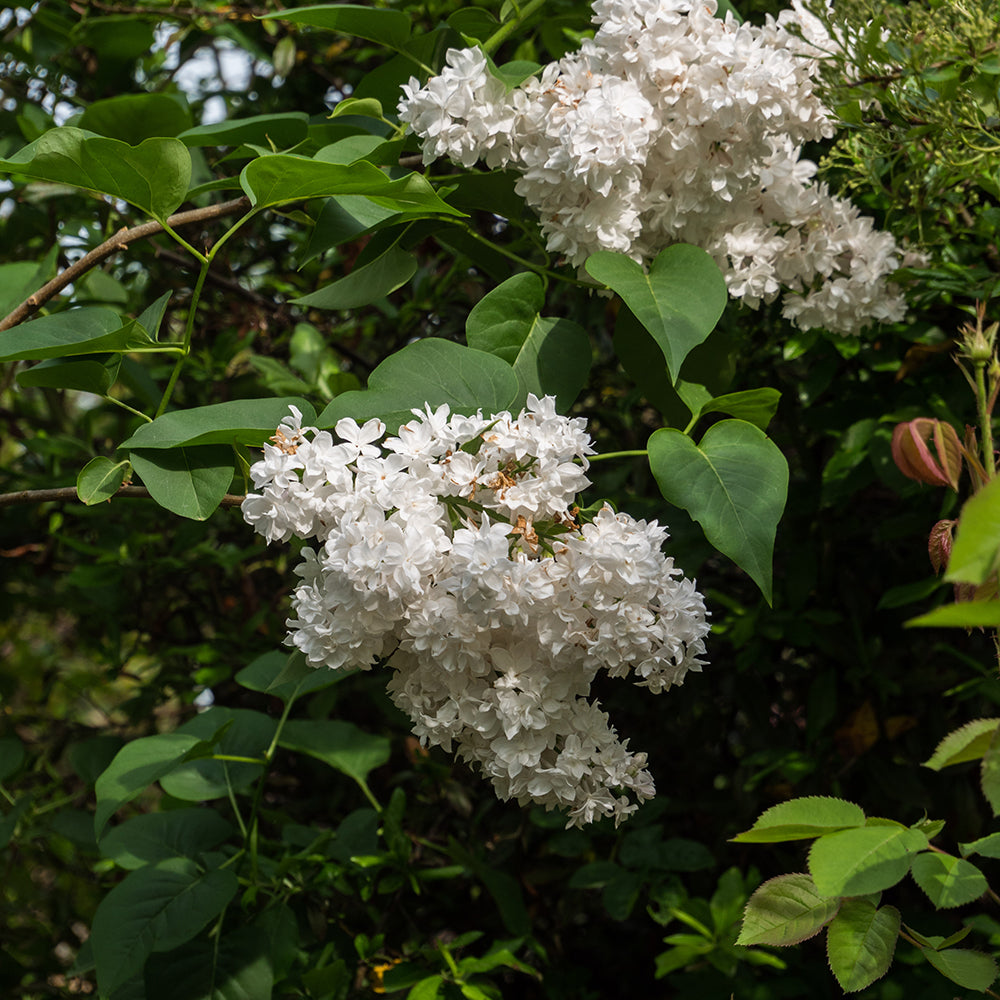 Lilac Beauty of Moscow (Syringa vulgaris)