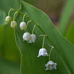 Love/Hate: Lily of the Valley – Toronto Gardens