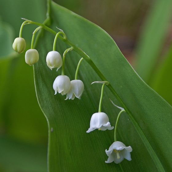 Lily of the Valley (Convallaria)