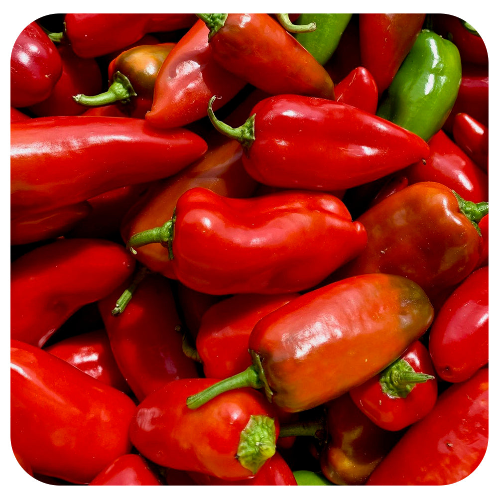 Lipstick Sweet Pepper (Organic)