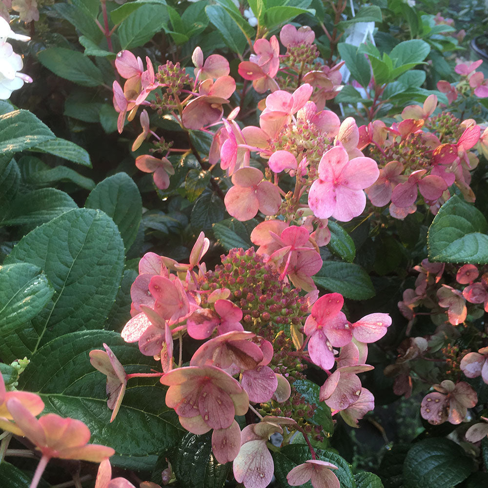 Hardy Hydrangea 'Little Quick Fire' (Hydrangea Paniculata)