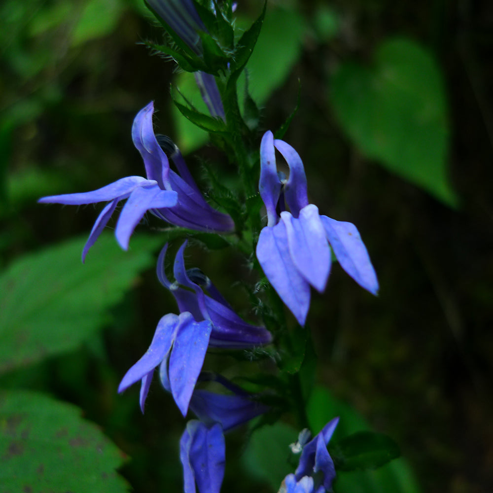 Great Blue Lobelia (Lobelia siphilitica) NATIVE PERENNIAL