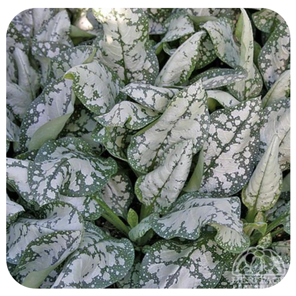 Pulmonaria Moonshine (Lungwort)