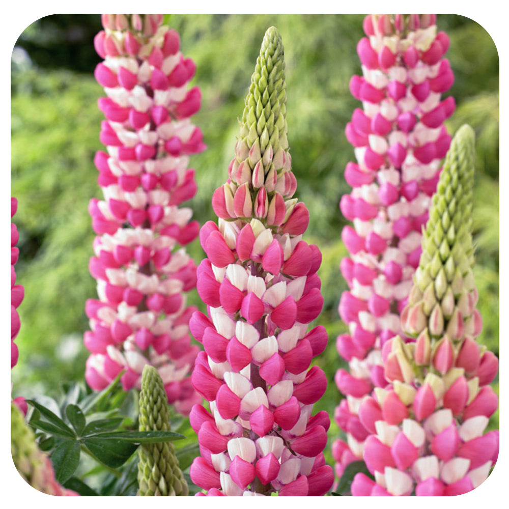 Lupin ‘Rachel de Thame’