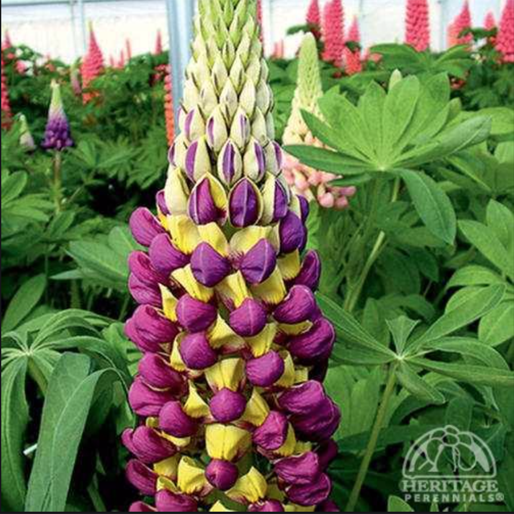 Lupine ‘Manhattan Lights’