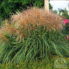 Maiden Grass ‘Huron Sunrise’ (Miscanthus sinensis)