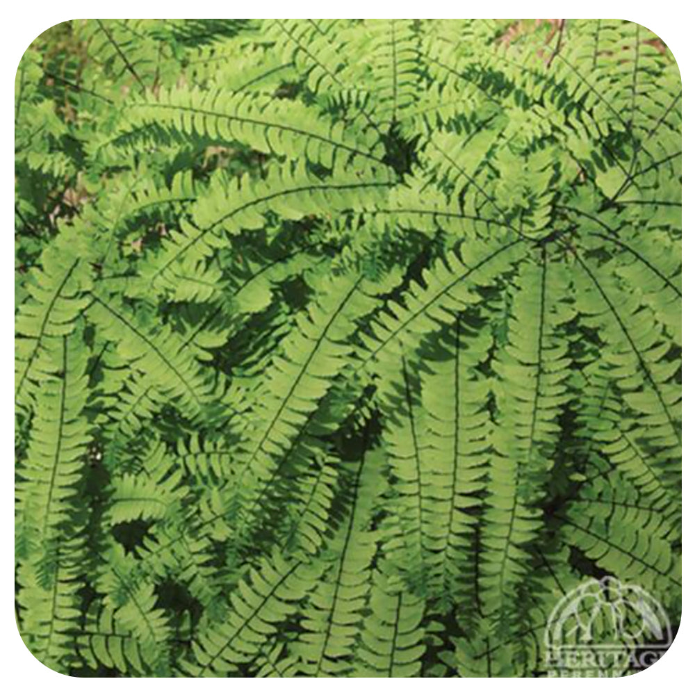 Maidenhair Fern (NATIVE PERENNIAL)