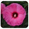 Hibiscus 'Summerific Candy Crush' by Proven Winners (Rose Mallow)