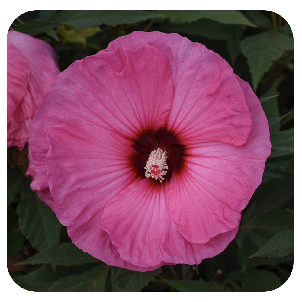 Hibiscus 'Summerific Candy Crush' by Proven Winners (Rose Mallow)