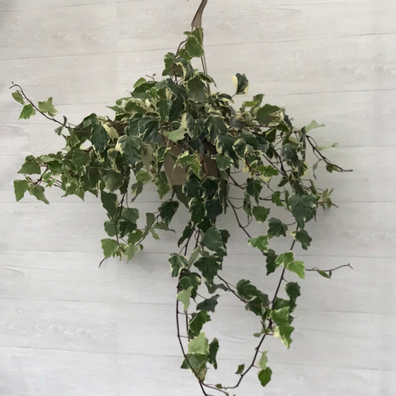 Ivy Marengo Hanging Basket (Hedera Algeriensis)