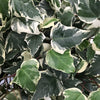 Ivy Marengo (Hedera Algeriensis)