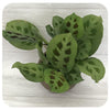 Prayer Plant - Green (Maranta Leuconeura)