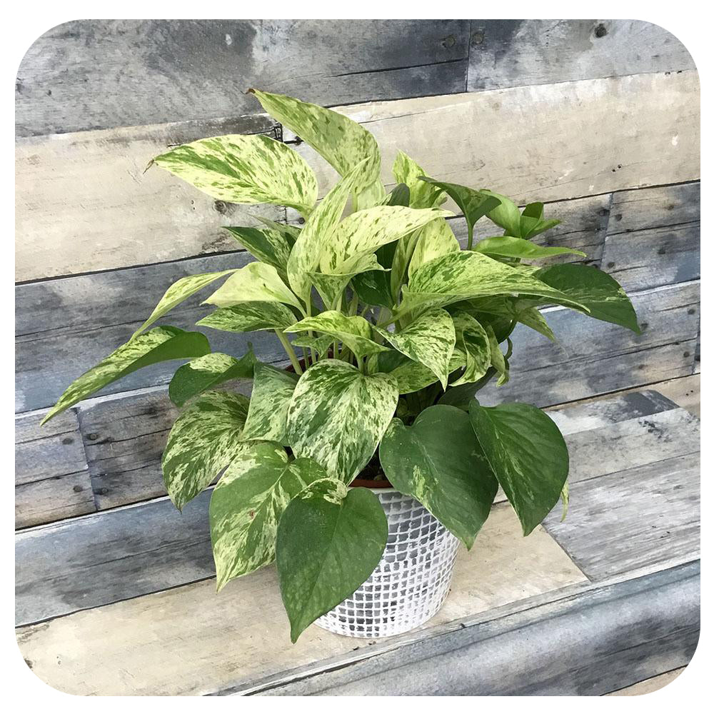 Epipremnum aureum 'Marble Queen' (Pothos)