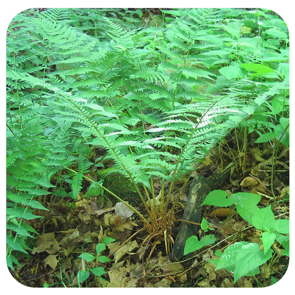 Marginal Fern Dryopteris marginata (NATIVE PERENNIAL)