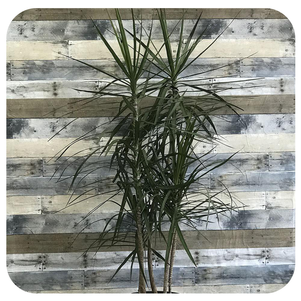 Dracaena Marginata Staggered