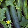 Cucumber Marketmore- Organic