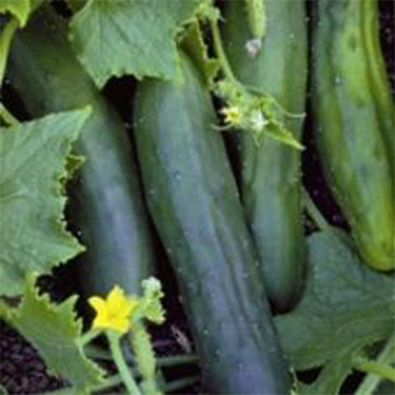 Cucumber Marketmore- Organic
