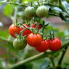 Cherry Tomato Matt's Wild (Organic)