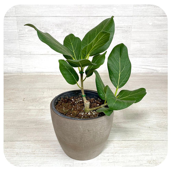 Ficus 'Audrey'