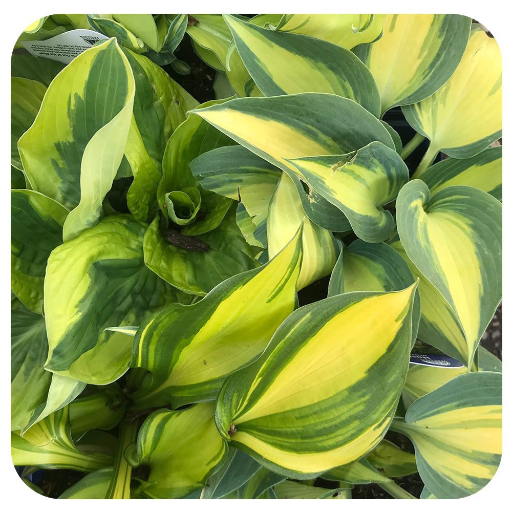 Hosta Medley of Hybrids