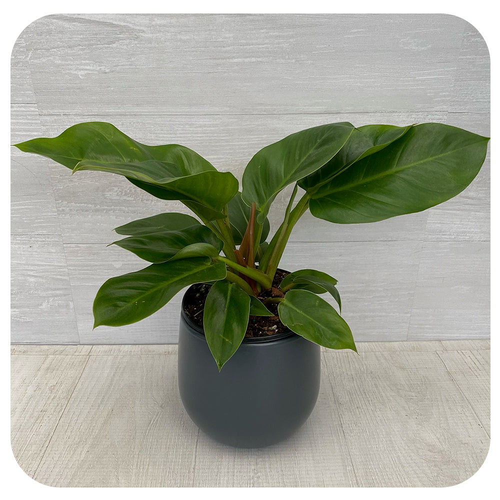 Philodendron 'Millions'