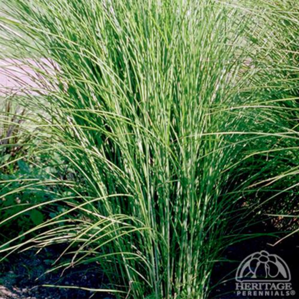 Miscanthus sinensis 'Gracillimus'