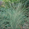 Miscanthus sinensis 'Morning Light'