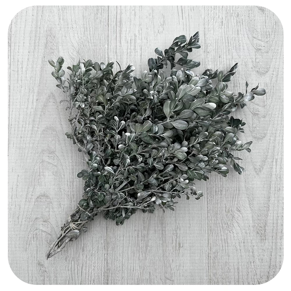 Misted Boxwood